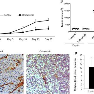 Osimertinib Inhibits Hcc Angiogenesis In Vitro A Representative Images