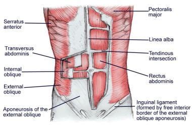 Layers Of Posterior Abdominal Wall