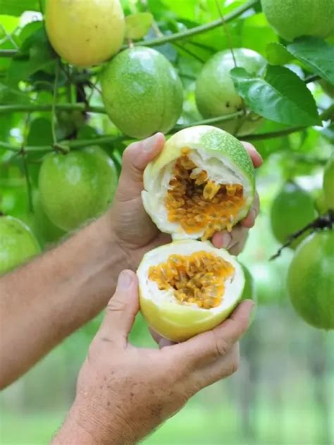 Como Cultivar Maracujá em Vaso ou Solo Passo a Passo Tudo sobre roça