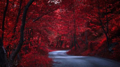 Red Fall Forest Wallpapers - Wallpaper Cave