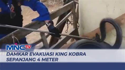 Detik Detik Damkar Evakuasi King Kobra Sepanjang 4 Meter Sembunyi Di