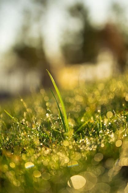 Captura Makro Fechada De Folhas De Grama Verde Gotas De Gua Da