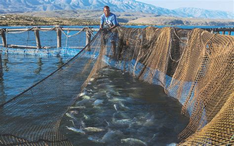 La P Che Artisanale En Ha Ti Laquaculture En Ha Ti Et Le