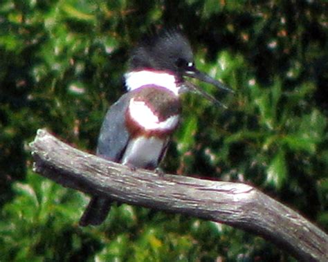 Kingfisher