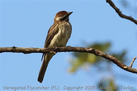 Variegated Flycatcher