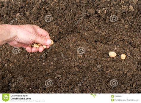 Closeup Of A Males Hand Planting Broad Bean Stock Photo Image Of