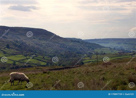 Sheep On Yorkshire Dales Vista Stock Image Image Of Green Tourism