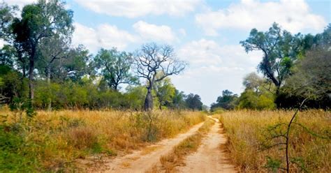 National Parks Of Paraguay Protecting Forests And Restoring