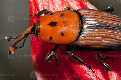 red palm weevil 30922691 Stock Photo at Vecteezy