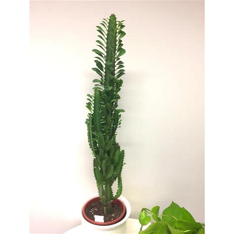 Kaktus Sukkulente Euphorbia Trigona Dreirippige Wolfsmilch KAN YU