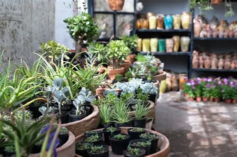 999 Plant Nursery Pictures Download Free Images On Unsplash