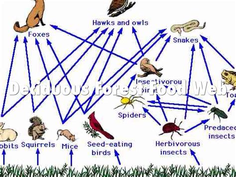 Deciduous Forest Ecosystem Food Web