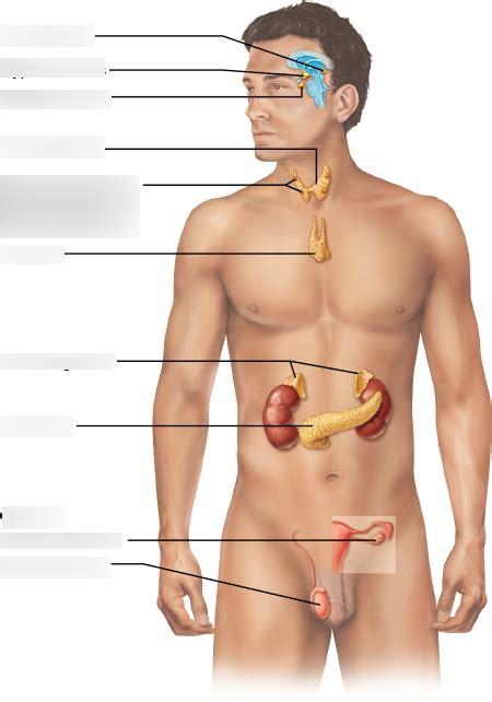 Chapter 16 A P Diagram Quizlet