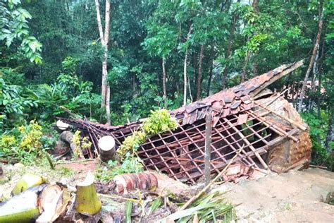 Hujan Deras Dan Angin Kencang Tumbangkan Pohon Kelapa Satu Rumah Di