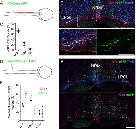 Targeted Anatomical And Functional Identification Of Antinociceptive