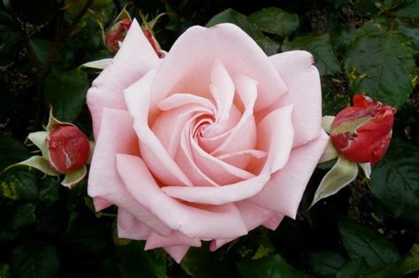 Top 10 Hybrid Tea Rose Bush Varieties - SONG OF ROSES