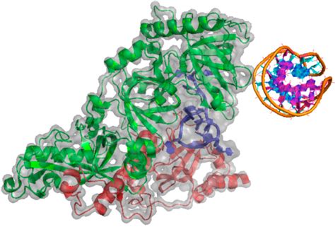 IJMS Free Full Text DNA And RNA Quadruplex Binding Proteins