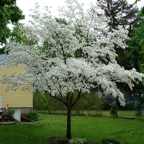 Onlineplantcenter 5 Gal 4 Ft Cherokee Princess White Dogwood Tree