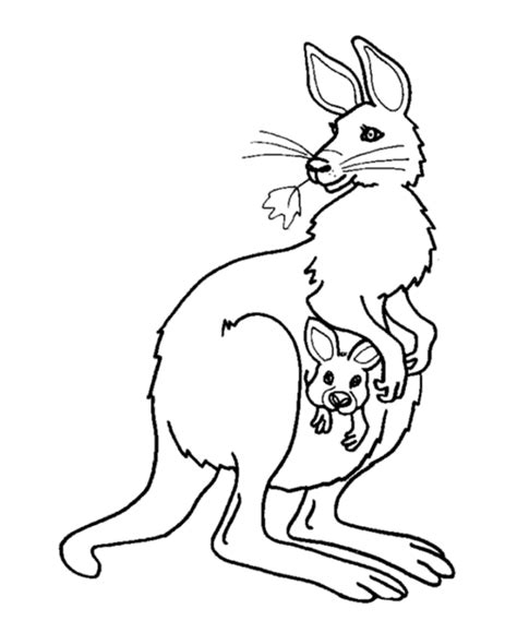 Free Printable Kangaroo Coloring Pages For Kids