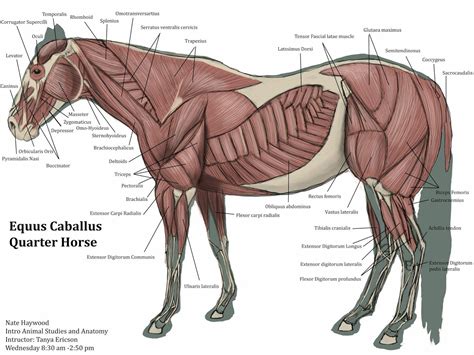 Horse anatomy, Horse behavior, Horses