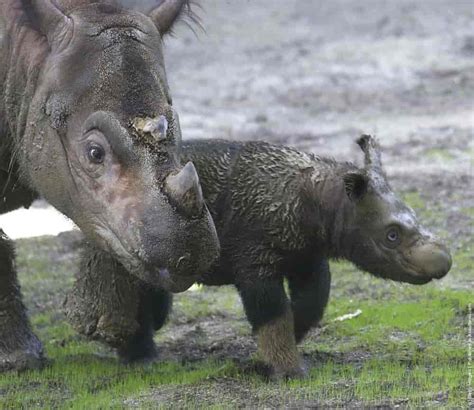 Baby Sumatran Rhino » GagDaily News