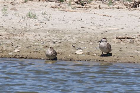 Marbled Duck Pair Taken At Colorado Ponds Andalusia Sp Flickr