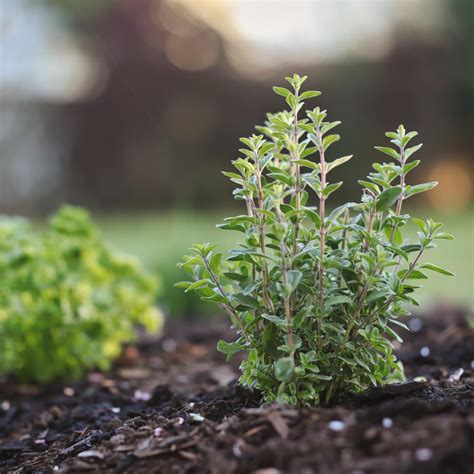 Herbs That Can Be Used As An Antifungal Mayernik Kitchen