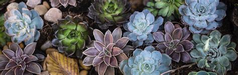 The difference between exotic plants and succulents - MRG