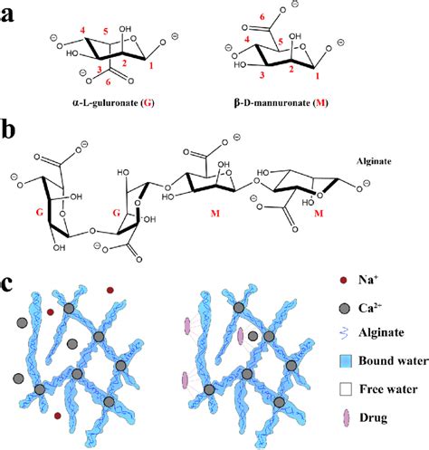 Alginate S Monosaccharide Building Blocks Polymer Structure And A