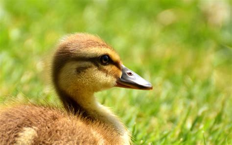 Mallard Chick Infant Free Photo On Pixabay Pixabay