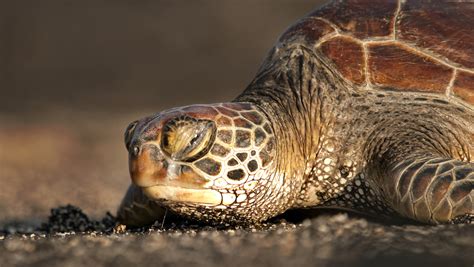 Más de 30 tortugas marinas de una especie amenazada son halladas