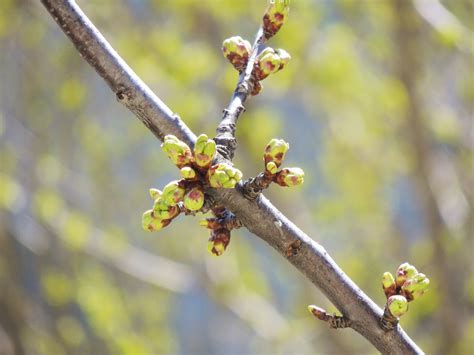 Bildet Tre Natur Gren Blomstre Anlegg Hvit Frukt Blad Blomst