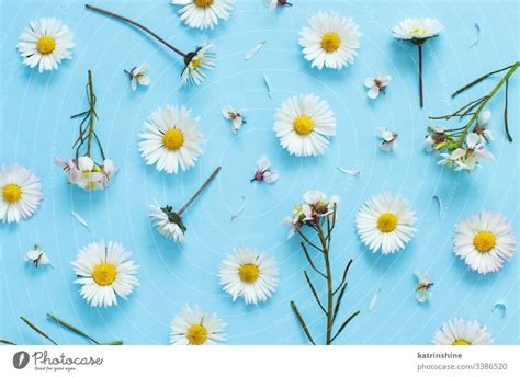 White wild flowers on a light blue background - a Royalty Free Stock ...