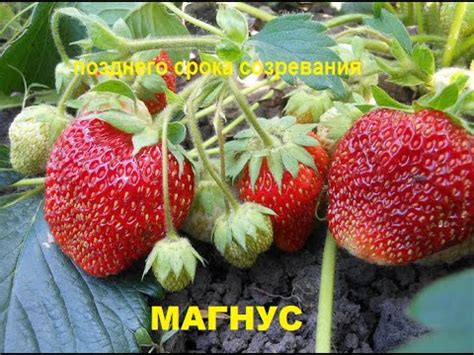 МАГНУС сорт клубники позднего срока созревания - YouTube