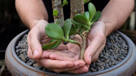 C Mo Propagar Plantas De Jade A Partir De Esquejes De Tallo U Hojas