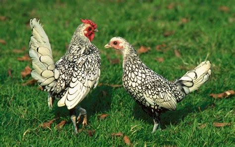 10 Bantam Chicken Breeds (With Pictures) - LearnPoultry