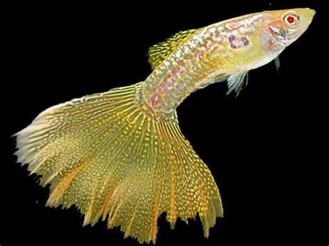 Albino Yellow Snakeskin Guppy Guppy Fish Guppy Fish