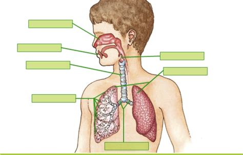 El Aparato Respiratorio Ficha Interactiva Topworksheets