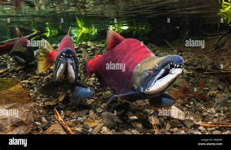 Underwater View Of Competing Male Sockeye Salmon Oncorhynchus Nerka