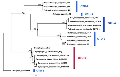 Maximum Likelihood Phylogenetic Tree Of Polyzoinae Based On COI PhyML