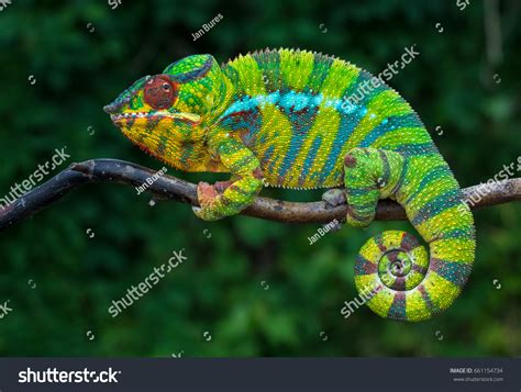 12,359 Madagascar Chameleons Images, Stock Photos & Vectors | Shutterstock