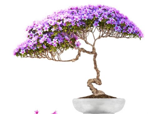 Rare Bonsai Trees - HouseplantJoy.com