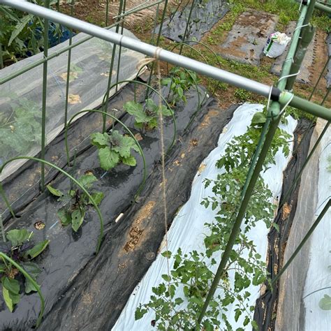 ミニトマトの2本仕立て今年は脇芽を紐誘引でやってみた プリメロ菜園通信