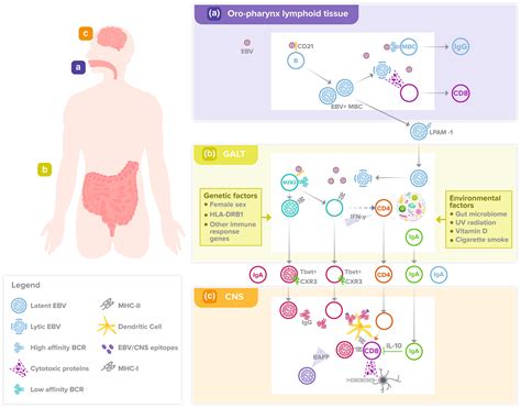 EpsteinBarr Virus Infection Bcell Dysfunction And Other Risk Factors