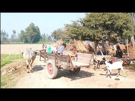 Natural Life In The Village Of India Village Life Daily Routine In