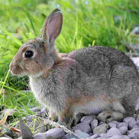 How Is Rabbit Hemorrhagic Disease Spread Understanding The Causes And