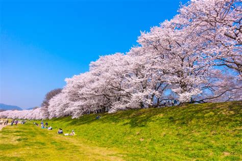 速报！2020年的樱花满开时间表已经出来了！日本