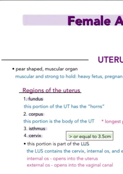 1. pelvic anatomy (obgyn) ultrasound - RDMS - Registered Diagnostic Medical Sonographer - Stuvia US