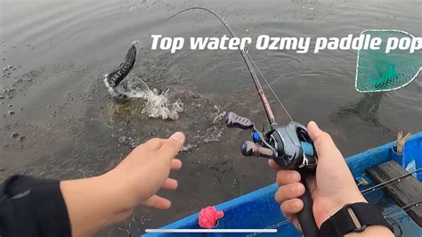 Casting Toman Tasik Bukit Merah Ozmy Paddle Pop G Rapala Rapalero