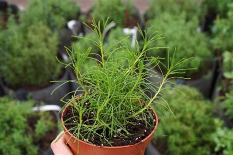 Santolina: varieties, planting & propagation - Plantura